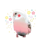 しらすとゆかいな仲間たちのスタンプ（個別スタンプ：22）
