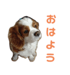 key style 3（個別スタンプ：1）