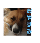 key style 3（個別スタンプ：14）