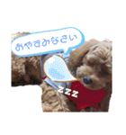 キャバプーわんこスタンプ（個別スタンプ：4）