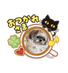 家のシーズーももちゃんアルバム1.0（個別スタンプ：5）