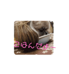 家のシーズーももちゃんアルバム1.0（個別スタンプ：8）