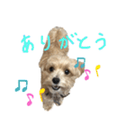 マルプーポッカの気持ち（個別スタンプ：11）