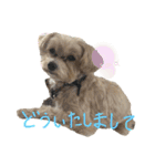 マルプーポッカの気持ち（個別スタンプ：26）