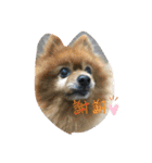 ねこといぬ！のスタンプ（個別スタンプ：1）