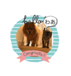 ねこといぬ！のスタンプ（個別スタンプ：3）