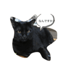 ねこといぬ！のスタンプ（個別スタンプ：5）