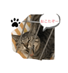 ねこといぬ！のスタンプ（個別スタンプ：12）