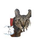ねこといぬ！のスタンプ（個別スタンプ：13）