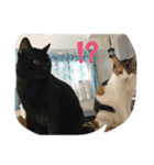 ねこといぬ！のスタンプ（個別スタンプ：18）