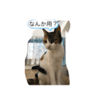 ねこといぬ！のスタンプ（個別スタンプ：20）
