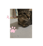 ねこといぬ！のスタンプ（個別スタンプ：21）