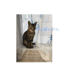 ねこといぬ！のスタンプ（個別スタンプ：22）
