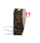ねこといぬ！のスタンプ（個別スタンプ：27）