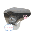 ねこといぬ！のスタンプ（個別スタンプ：28）