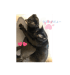 ねこといぬ！のスタンプ（個別スタンプ：32）