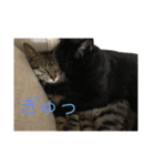 ねこといぬ！のスタンプ（個別スタンプ：33）