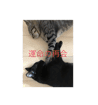ねこといぬ！のスタンプ（個別スタンプ：34）