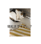 ねこといぬ！のスタンプ（個別スタンプ：35）