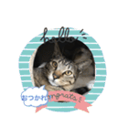 ねこといぬ！のスタンプ（個別スタンプ：39）