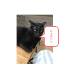 ねこといぬ！のスタンプ（個別スタンプ：40）