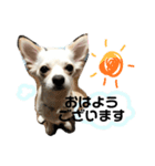 愛犬チワワのりっぷちゃん（個別スタンプ：1）