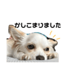 愛犬チワワのりっぷちゃん（個別スタンプ：4）