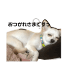 愛犬チワワのりっぷちゃん（個別スタンプ：5）