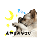 愛犬チワワのりっぷちゃん（個別スタンプ：6）