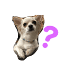 愛犬チワワのりっぷちゃん（個別スタンプ：7）