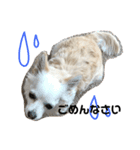 愛犬チワワのりっぷちゃん（個別スタンプ：8）