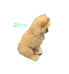 ポメラニアン のぽこ③（個別スタンプ：2）
