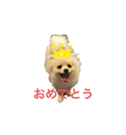 ポメラニアン のぽこ③（個別スタンプ：3）