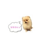 ポメラニアン のぽこ③（個別スタンプ：4）