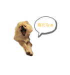 ポメラニアン のぽこ③（個別スタンプ：5）