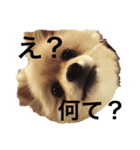 ポメラニアン のぽこ③（個別スタンプ：7）
