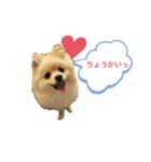 ポメラニアン のぽこ③（個別スタンプ：8）