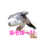 オカメインコのぽっぽさん（個別スタンプ：1）