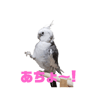 オカメインコのぽっぽさん（個別スタンプ：3）