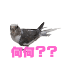 オカメインコのぽっぽさん（個別スタンプ：4）