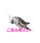 オカメインコのぽっぽさん（個別スタンプ：5）