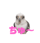 オカメインコのぽっぽさん（個別スタンプ：6）
