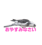 オカメインコのぽっぽさん（個別スタンプ：7）