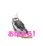 オカメインコのぽっぽさん（個別スタンプ：8）