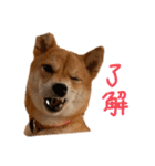 豆柴あるある（個別スタンプ：2）