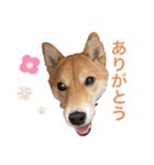 豆柴あるある（個別スタンプ：5）