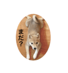 豆柴あるある（個別スタンプ：7）