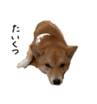 豆柴あるある（個別スタンプ：8）