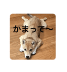 豆柴あるある（個別スタンプ：10）