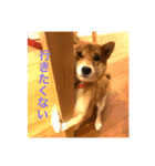 豆柴あるある（個別スタンプ：11）